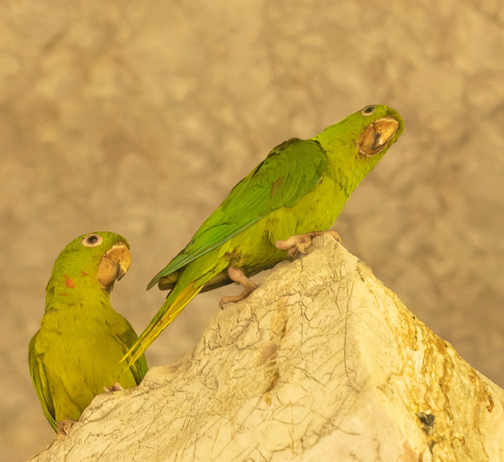 Aratinga Verde (holochlorus/brewsteri) - ML620474736