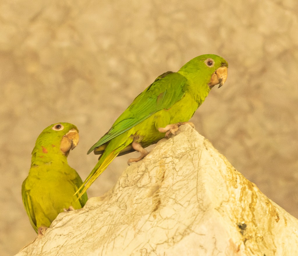 Conure verte (holochlorus/brewsteri) - ML620474737