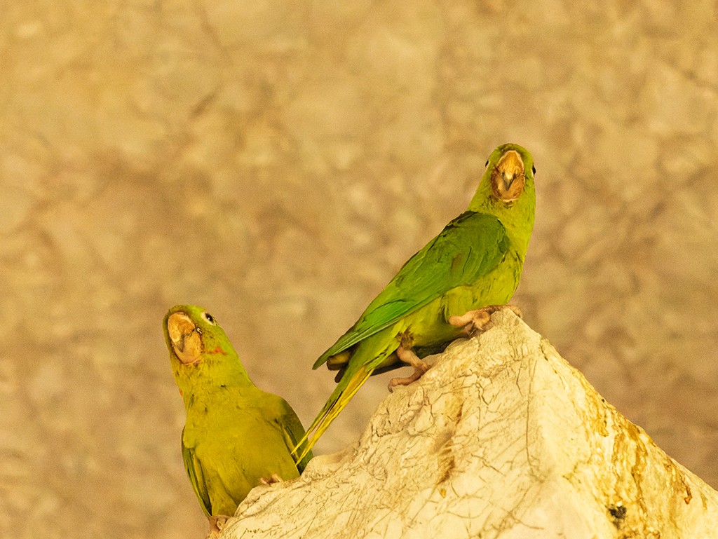 Meksika Yeşil Papağanı (holochlorus/brewsteri) - ML620474738