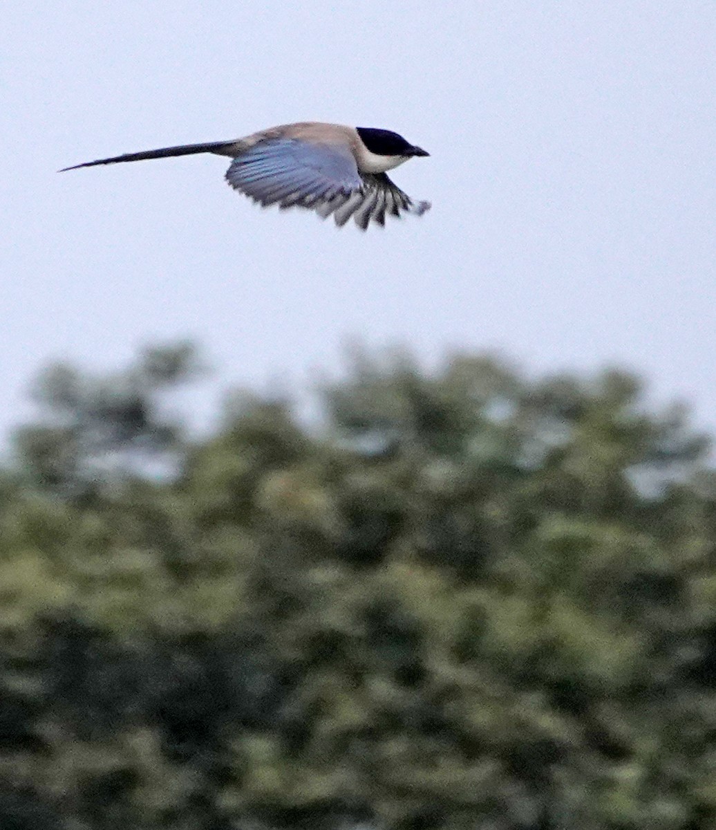 Pie-bleue ibérique - ML620474742