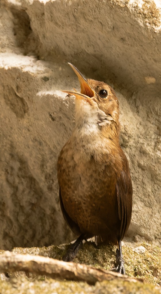 Nava's Wren - ML620474744