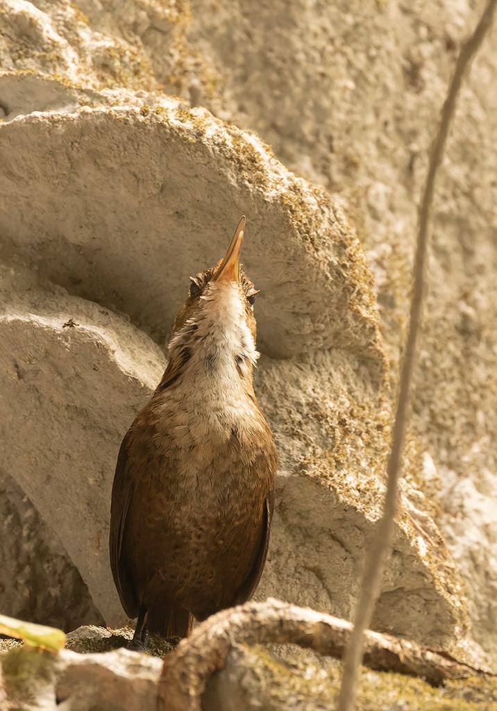 Nava's Wren - ML620474746