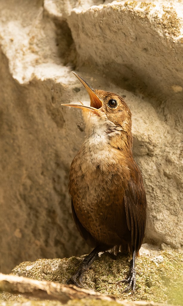 Nava's Wren - ML620474747