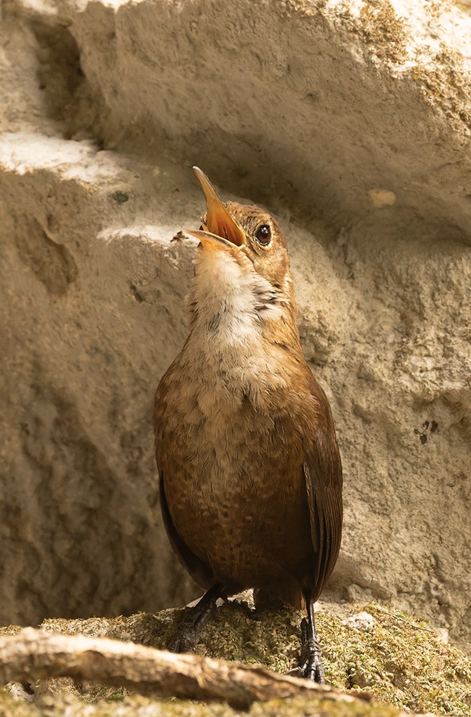 Nava's Wren - ML620474748