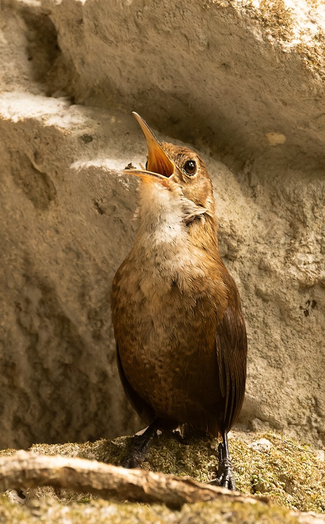 Nava's Wren - ML620474749