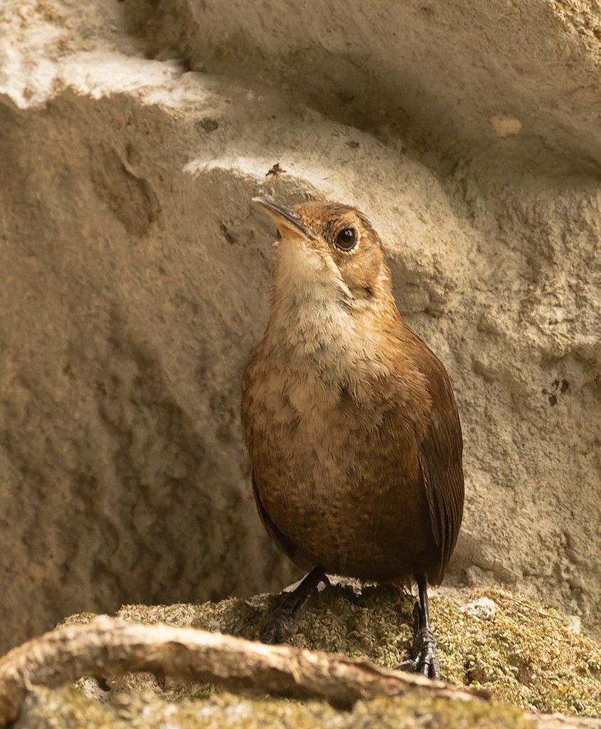 Nava's Wren - ML620474750