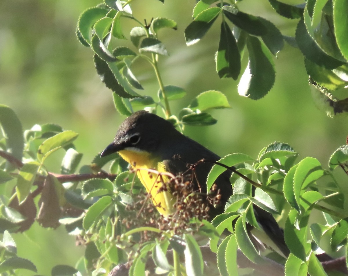 Yellow-breasted Chat - ML620474751