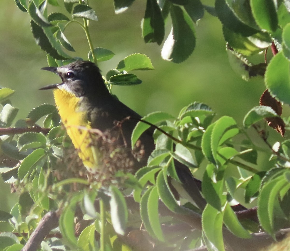 Yellow-breasted Chat - ML620474752