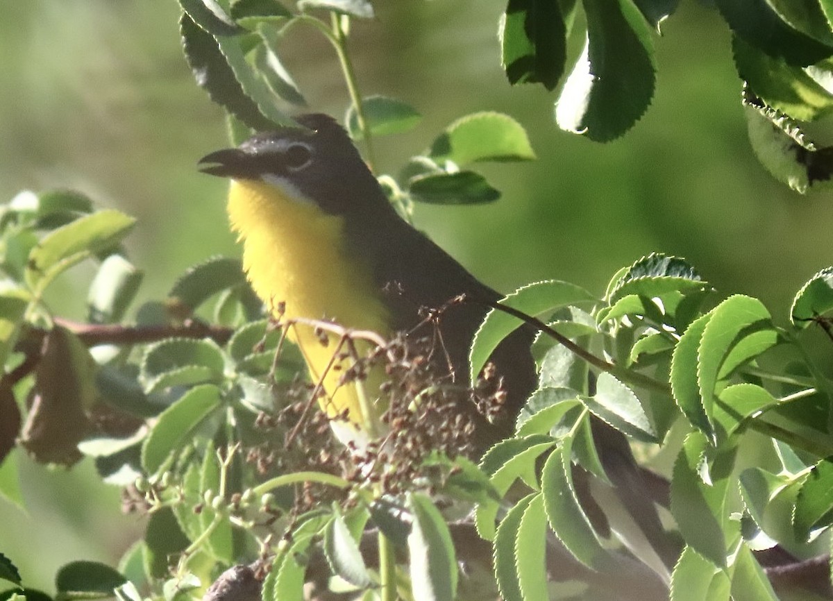 Yellow-breasted Chat - ML620474753