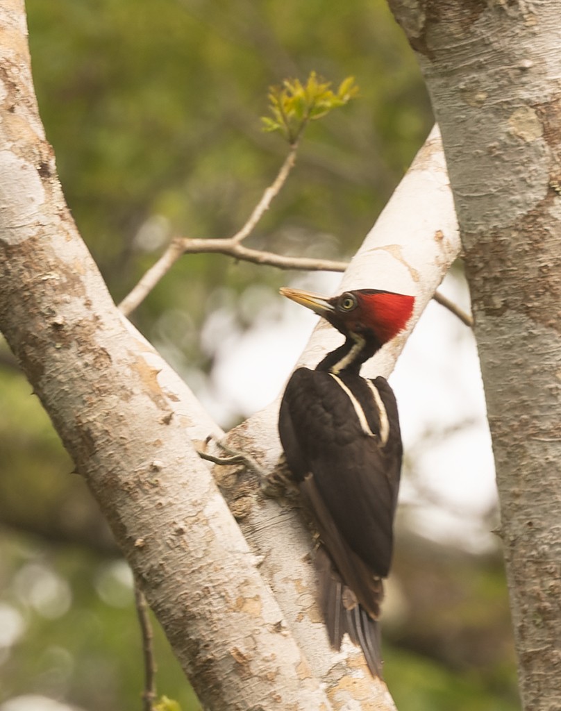 Pale-billed Woodpecker - ML620474755