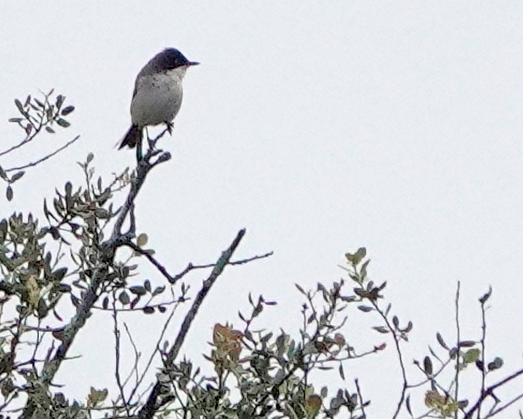 Curruca Cabecinegra - ML620474757