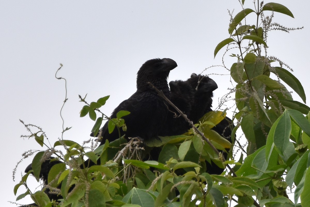 Smooth-billed Ani - ML620474764