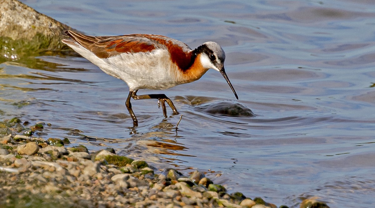 Wilson's Phalarope - ML620474768