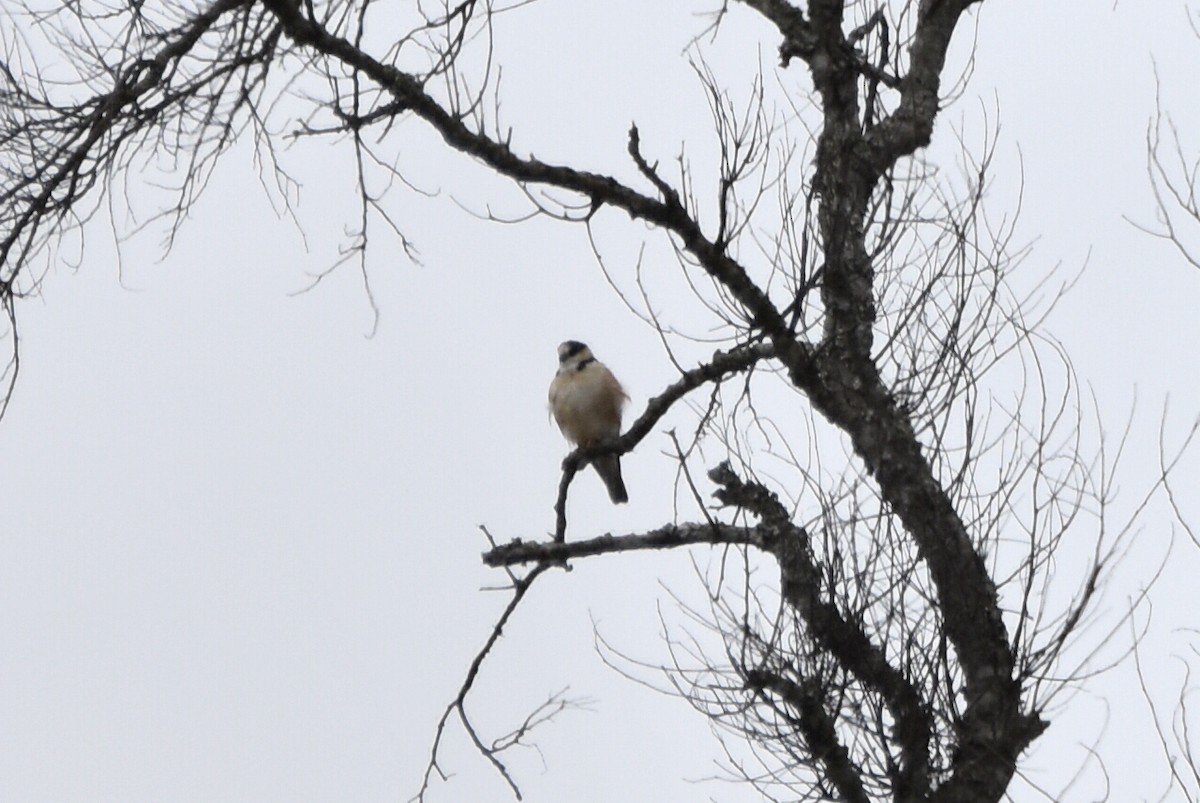 Pearl Kite - Alejandro Arana