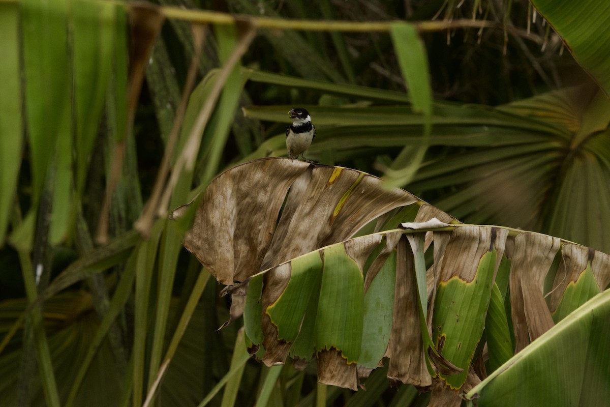 Morelet's Seedeater - Jose Antonio R Pasos Perez