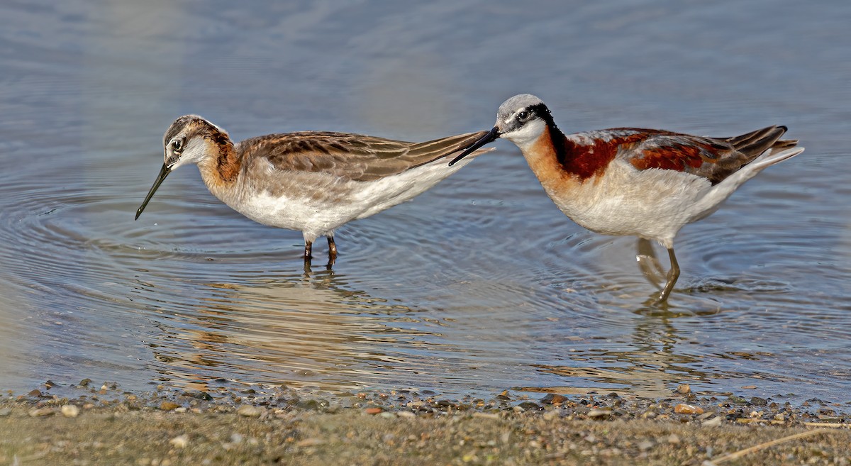 hvithalesvømmesnipe - ML620474775