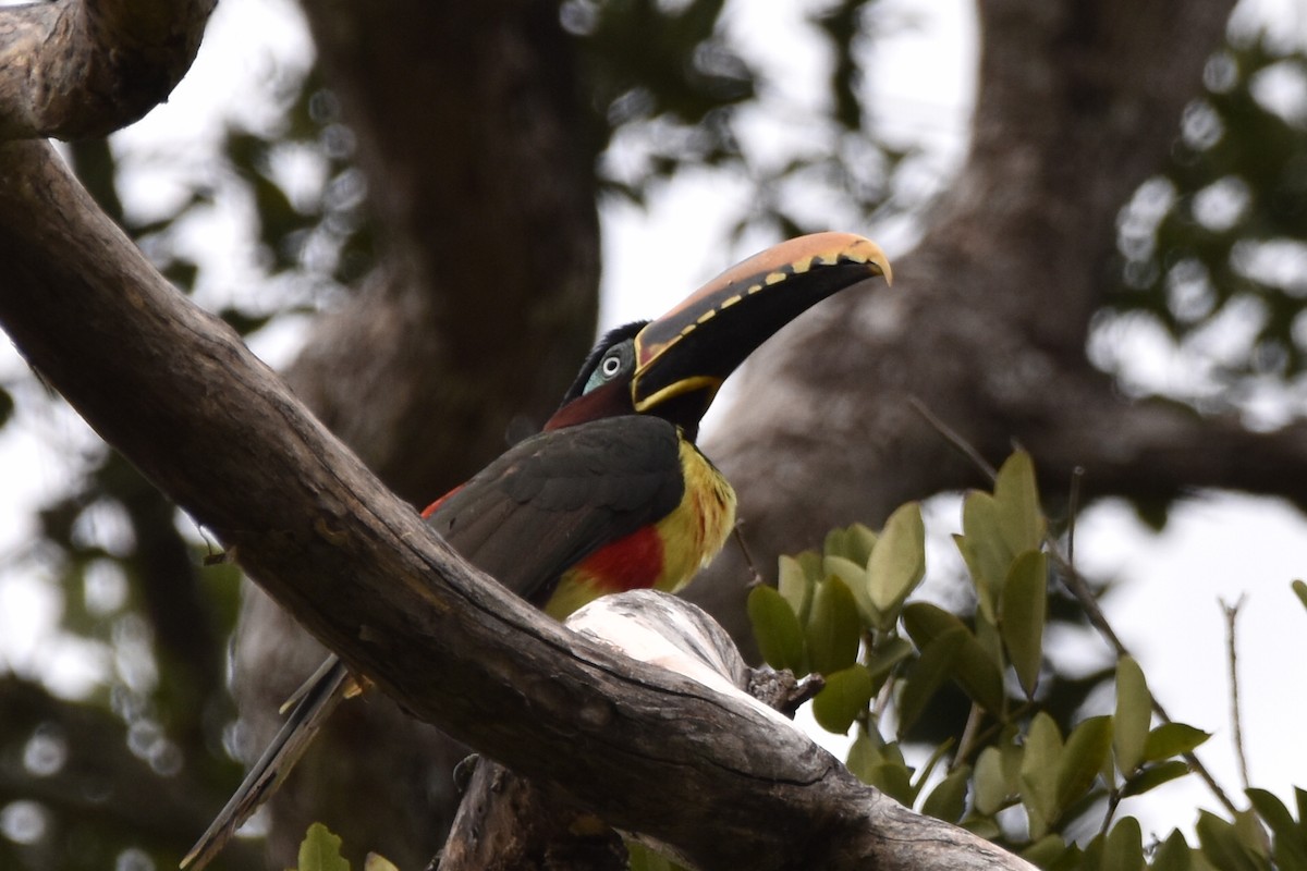 Chestnut-eared Aracari - ML620474776