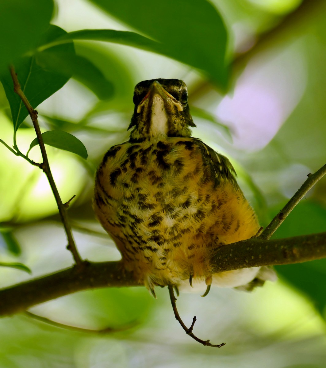 American Robin - ML620474778