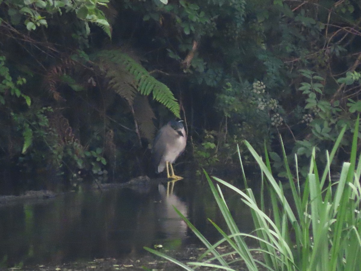 Black-crowned Night Heron - Clemente Álvarez Usategui