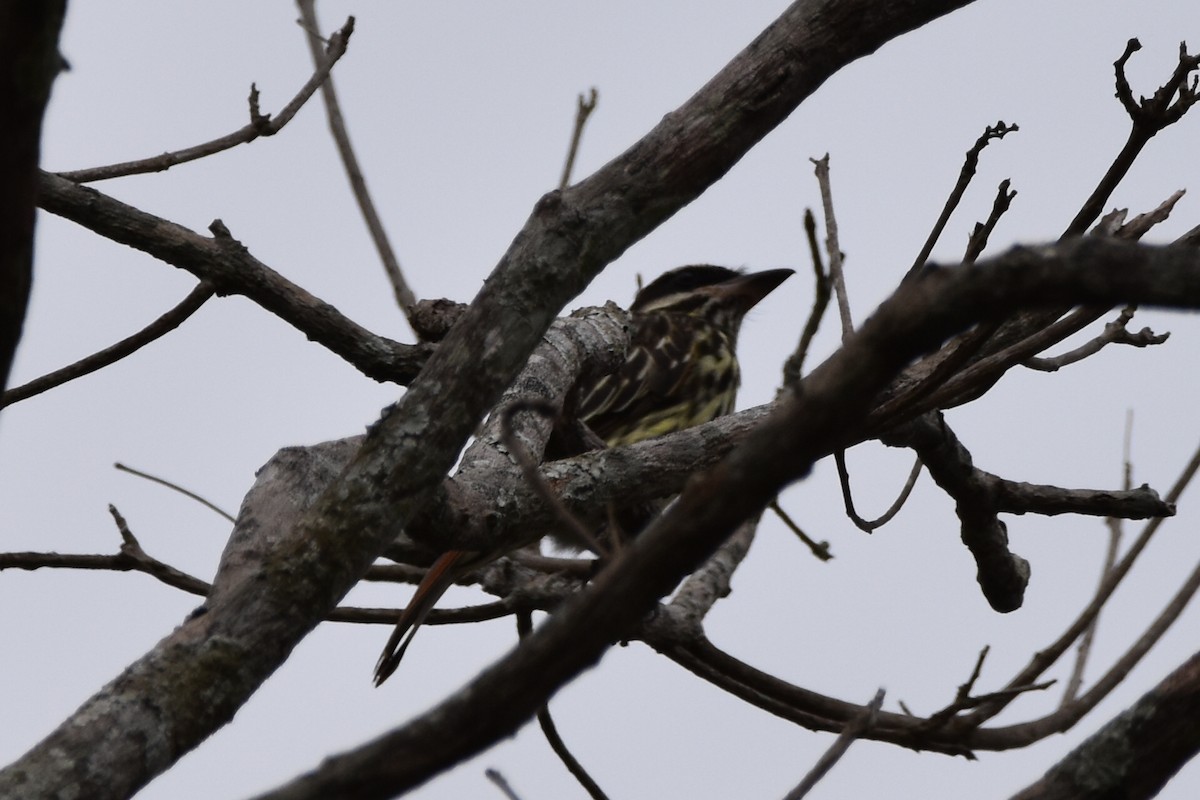 Streaked Flycatcher - ML620474791