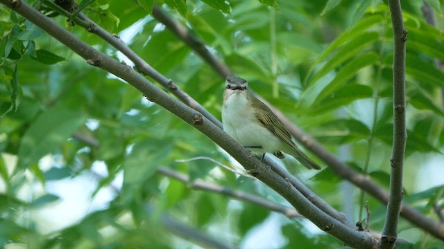 rødøyevireo - ML620474795