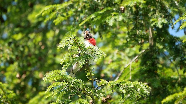 Rose-breasted Grosbeak - ML620474799