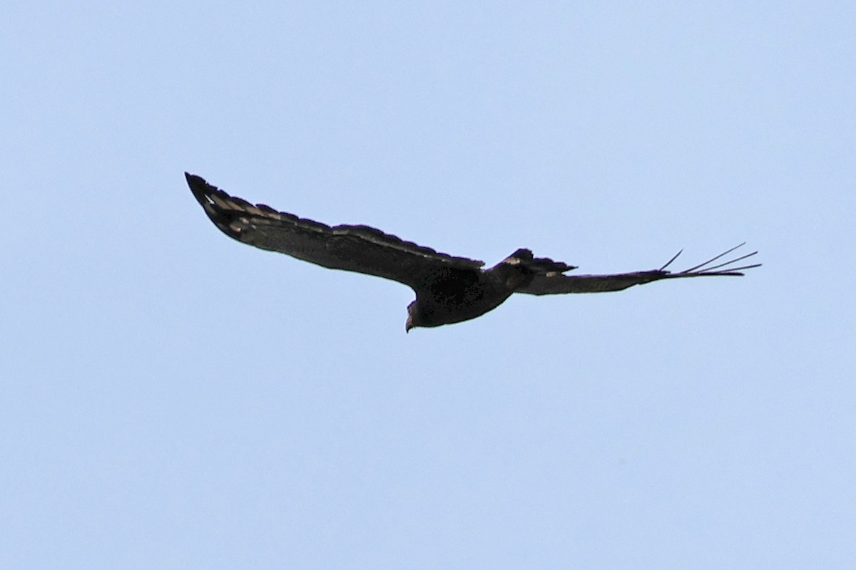 Crested Serpent-Eagle - ML620474800