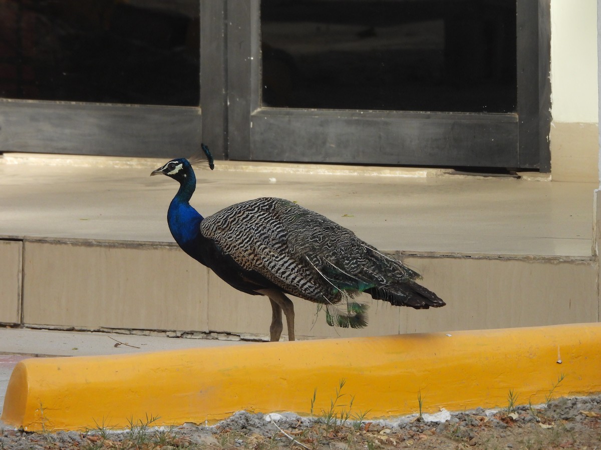 Indian Peafowl - ML620474802