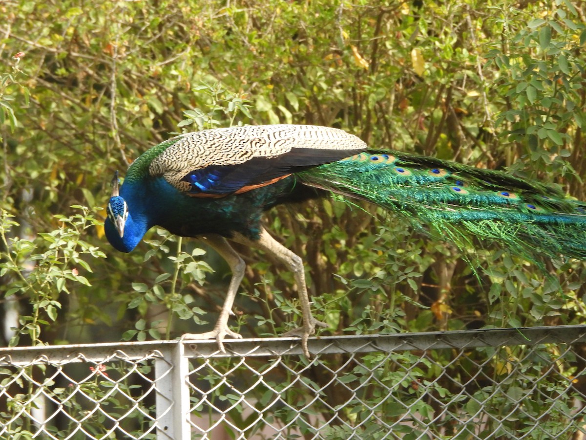 Indian Peafowl - ML620474804