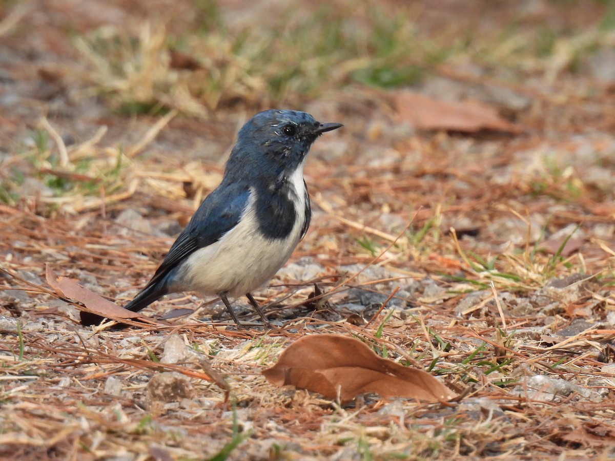 Ultramarine Flycatcher - ML620474805