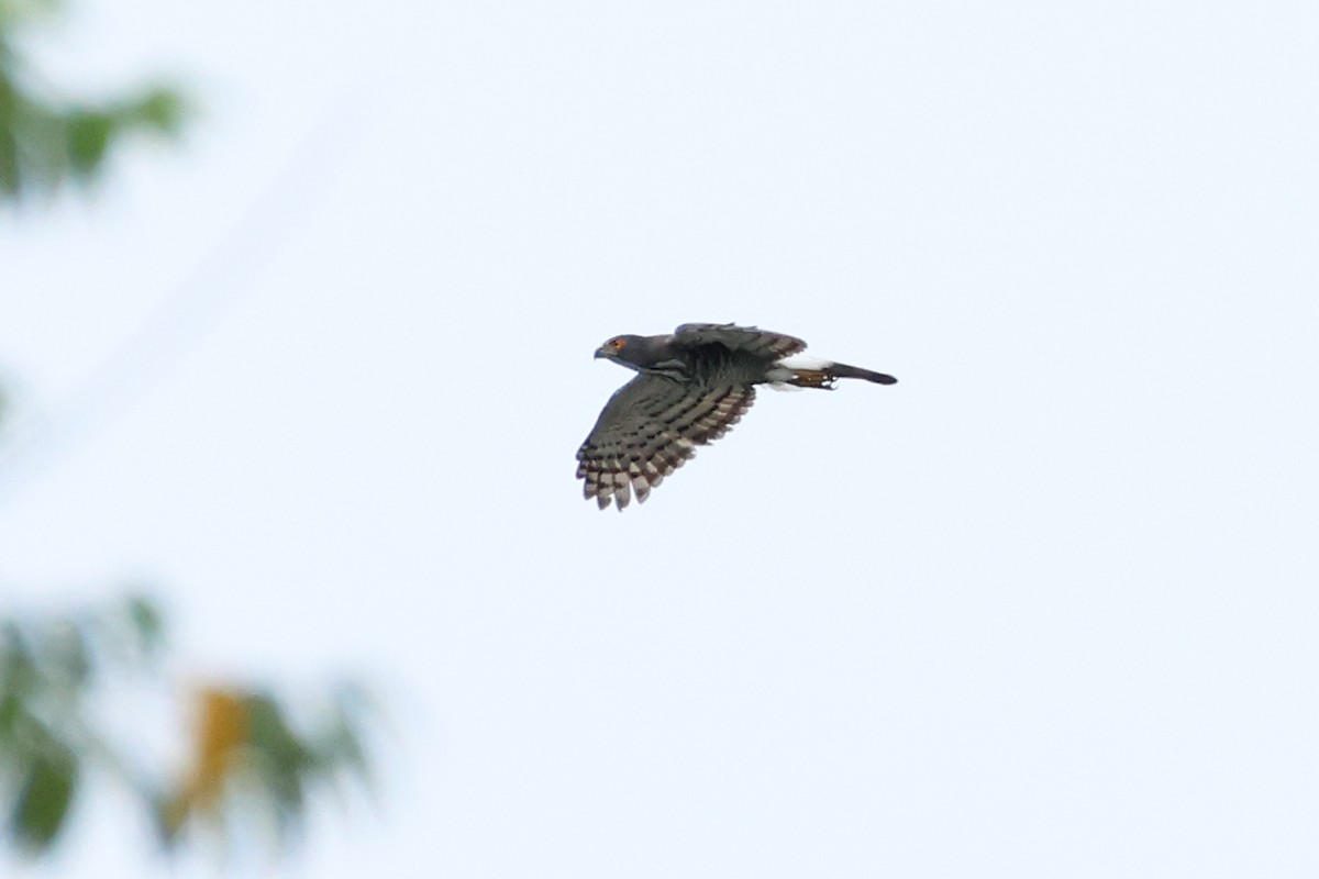 Crested Goshawk - ML620474807