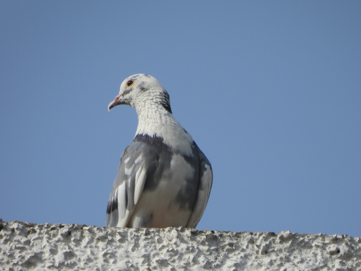 Rock Pigeon (Feral Pigeon) - ML620474809