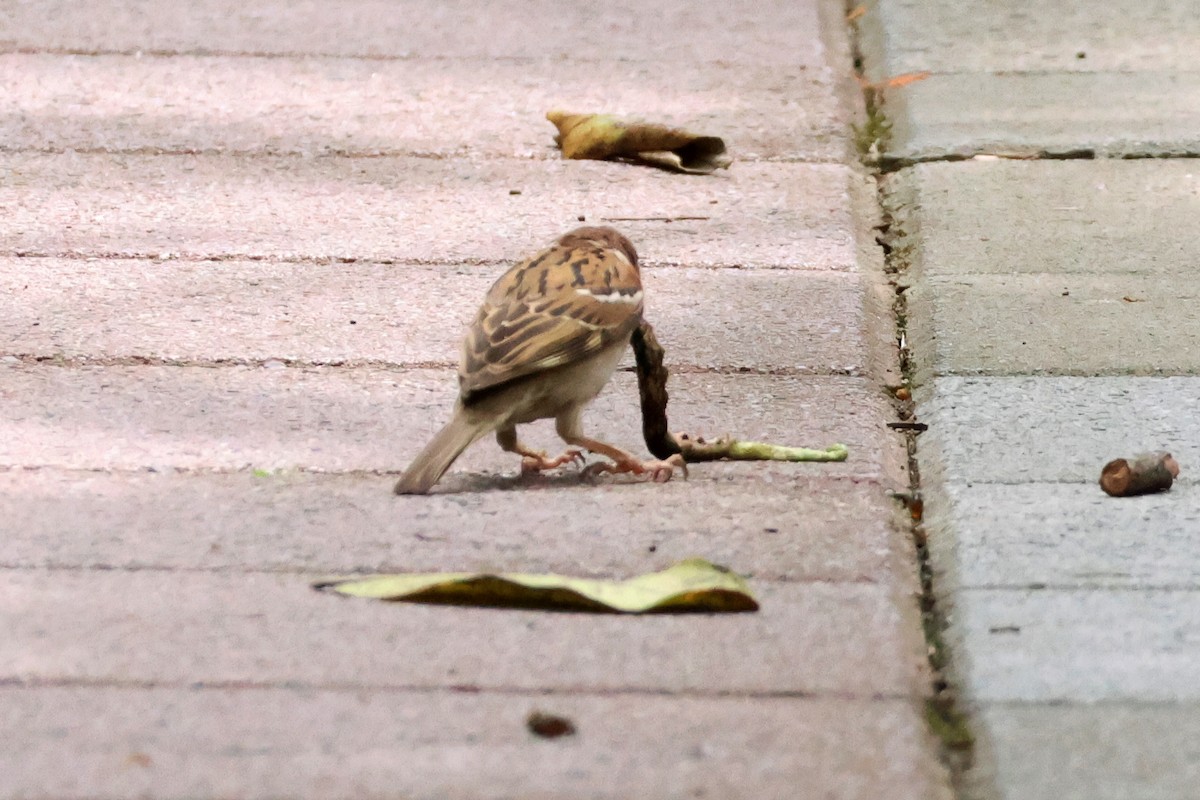 Eurasian Tree Sparrow - ML620474810