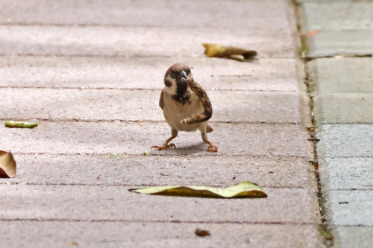 Eurasian Tree Sparrow - 佑淇 陳