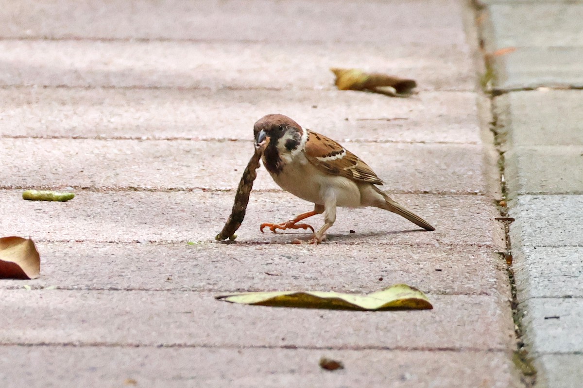 Eurasian Tree Sparrow - ML620474812