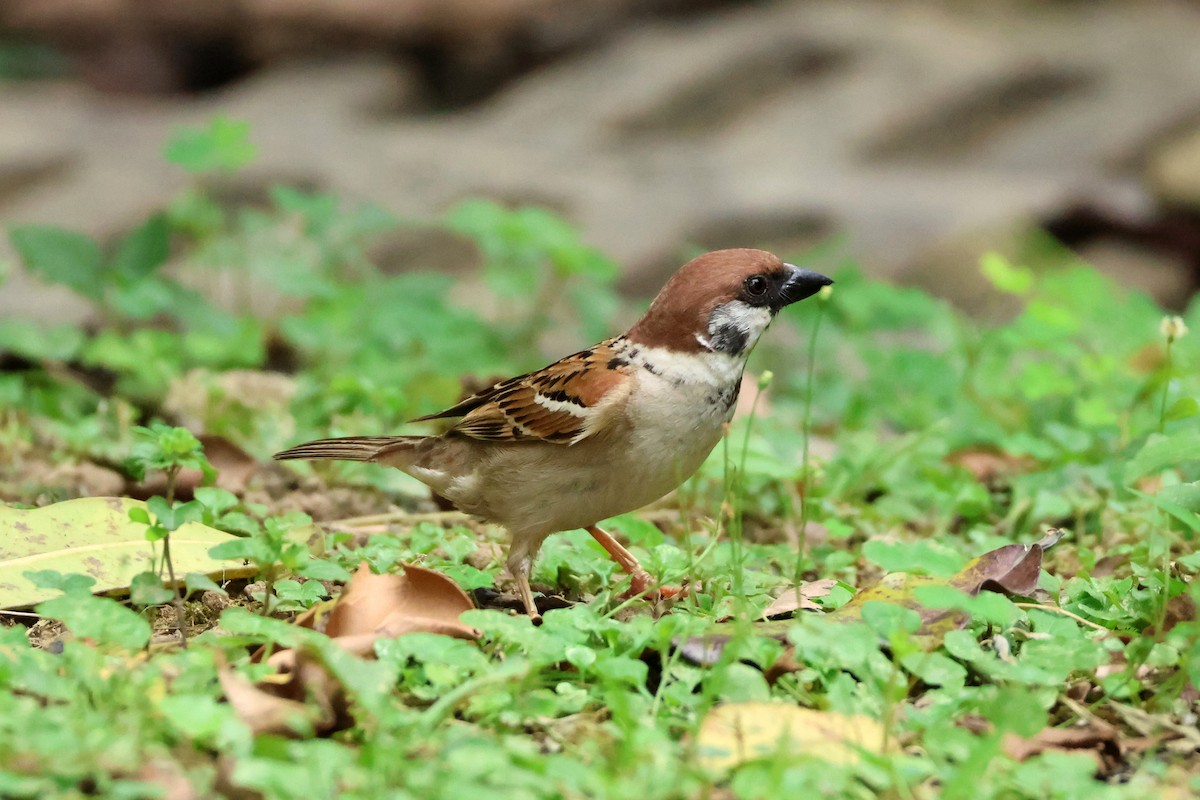 Eurasian Tree Sparrow - ML620474813