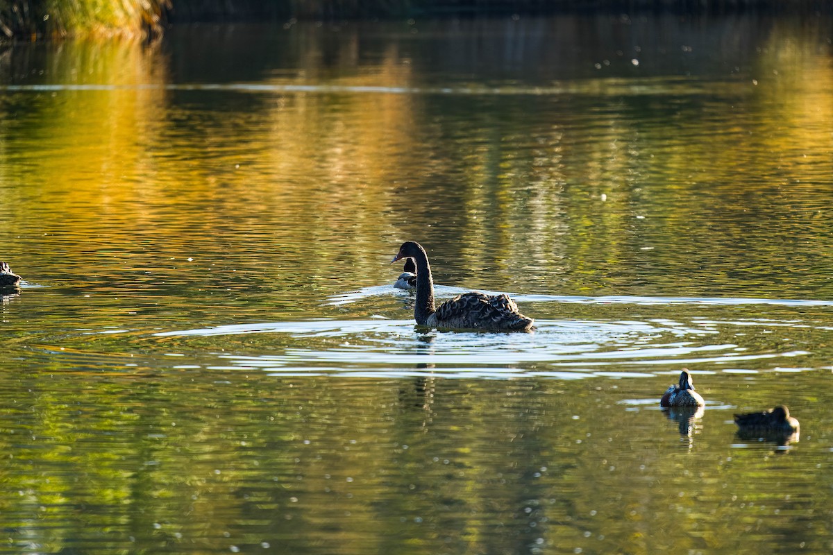 Cygne tuberculé - ML620474816