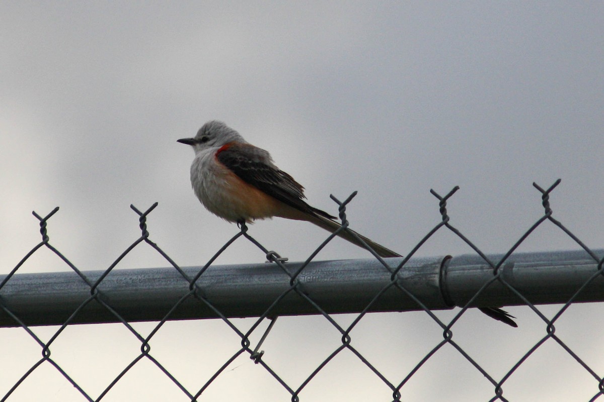 Scissor-tailed Flycatcher - ML620474818