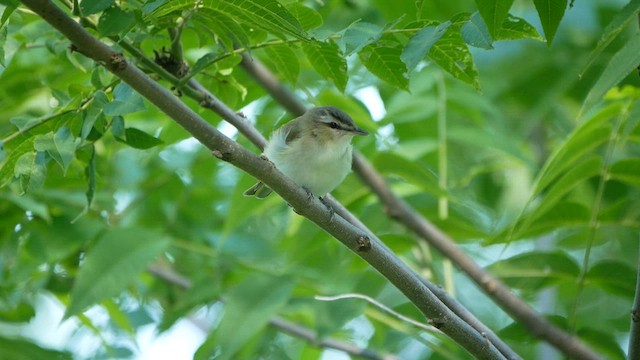 Rotaugenvireo - ML620474820