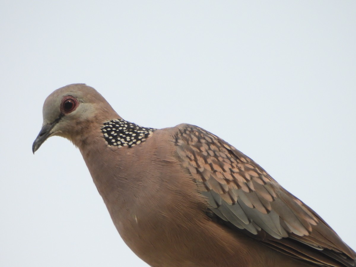 Spotted Dove - ML620474822