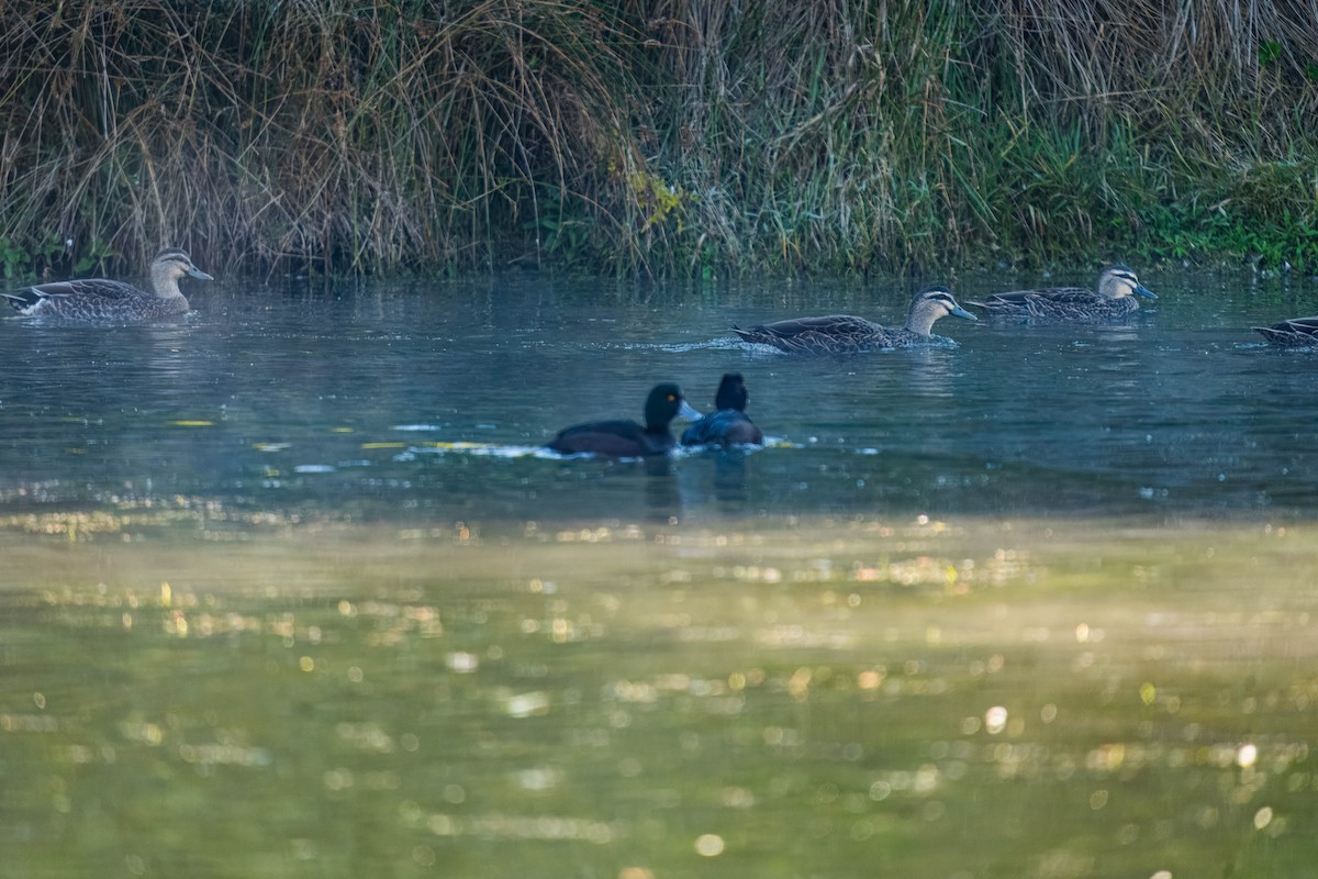 New Zealand Scaup - ML620474823