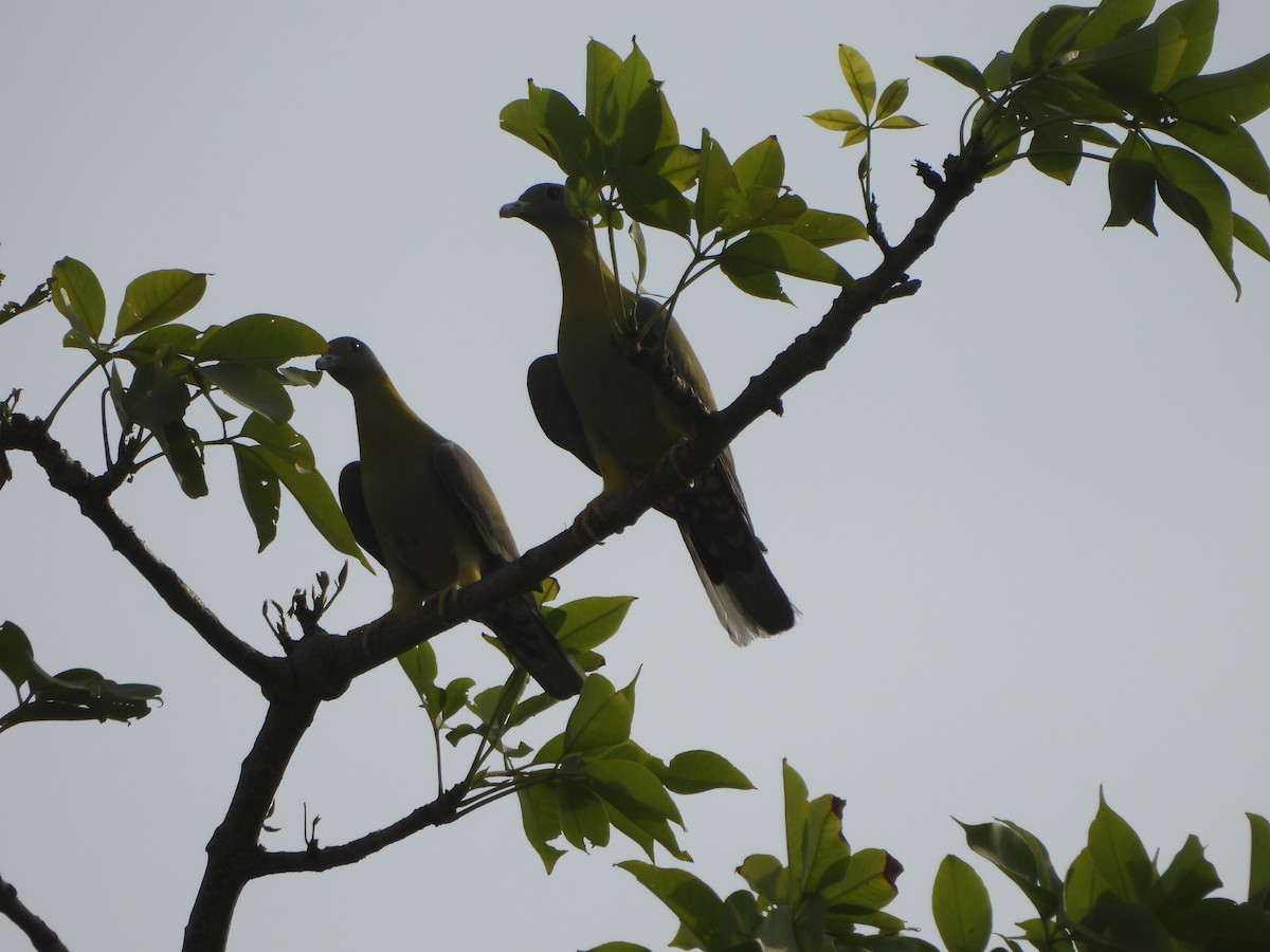 Yellow-footed Green-Pigeon - ML620474825