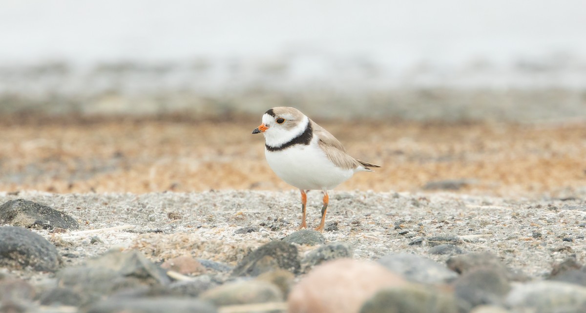 Piping Plover - ML620474827