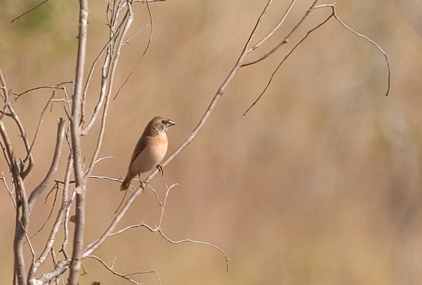 Pictorella Munia - ML620474828