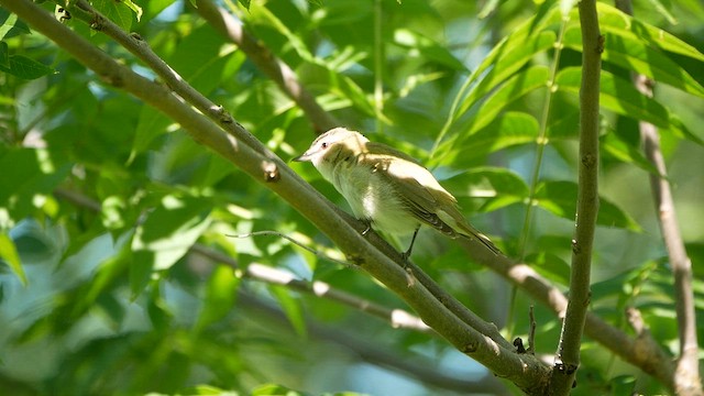 rødøyevireo - ML620474829