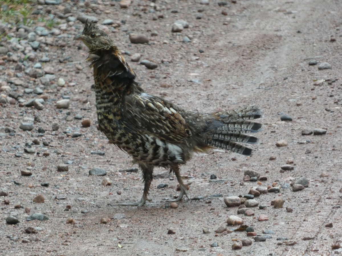 Ruffed Grouse - ML620474830