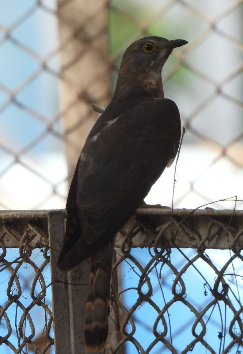 Common Hawk-Cuckoo - Prof Chandan Singh Dalawat