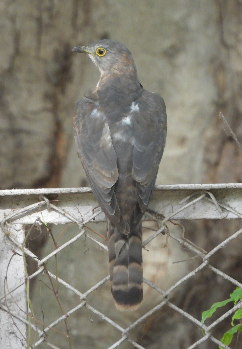 Common Hawk-Cuckoo - ML620474834