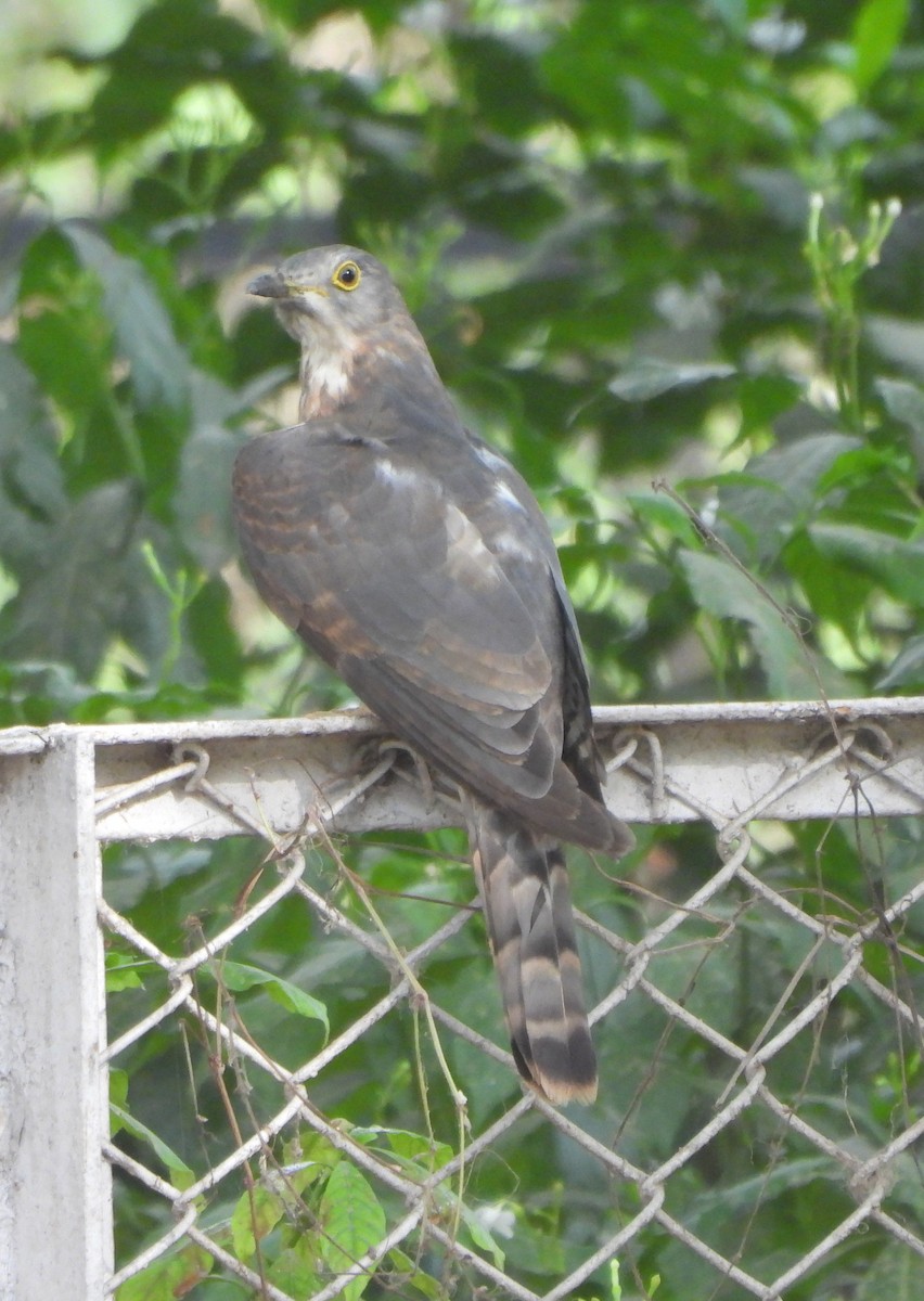 Common Hawk-Cuckoo - ML620474835
