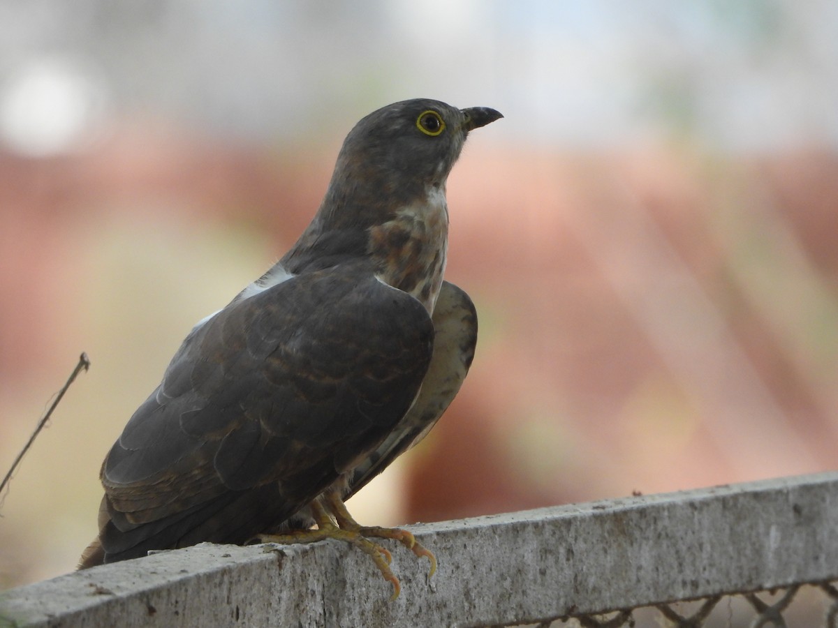 Common Hawk-Cuckoo - ML620474838